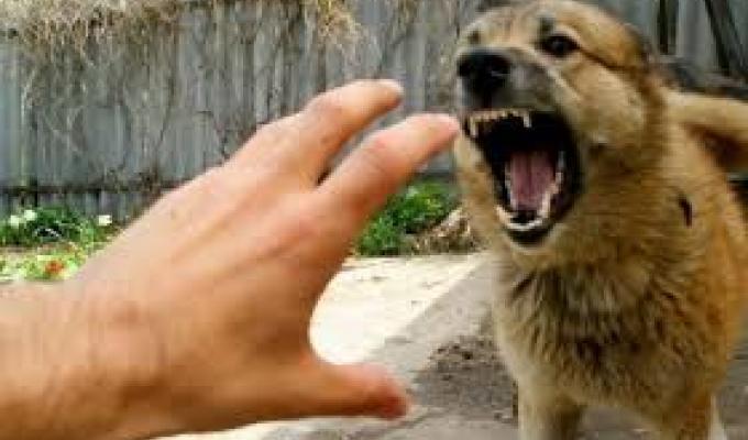 Ситуація щодо профілактики сказу тварин знаходиться під постійним контролем