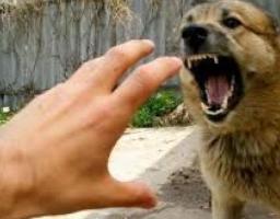 Ситуація щодо профілактики сказу тварин знаходиться під постійним контролем